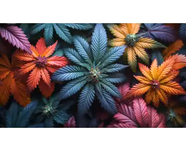 CBD: розвінчуємо найпопулярніші міфи